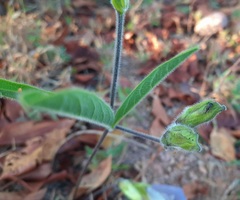 Clitoria guianensis