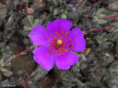 Cistanthe longiscapa