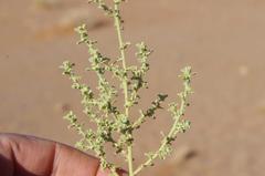 Hermannia minimifolia