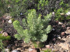 Paranomus roodebergensis