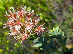 Paranomus roodebergensis