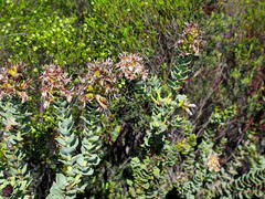 Paranomus roodebergensis