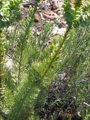 Paranomus roodebergensis