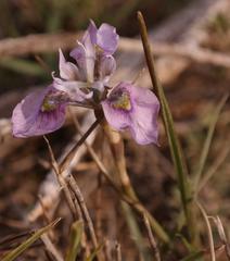 Moraea algoensis