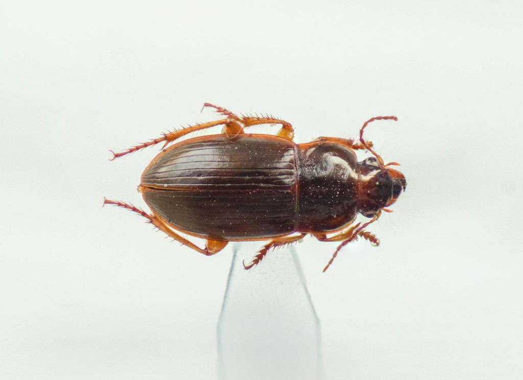 Harpalus autumnalis