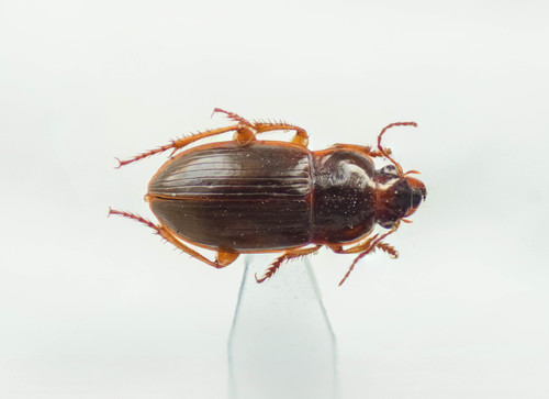 Harpalus autumnalis