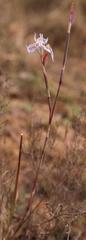Moraea algoensis