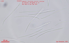 Cudonia lutea