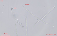 Cudonia lutea