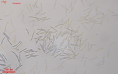 Cudonia lutea