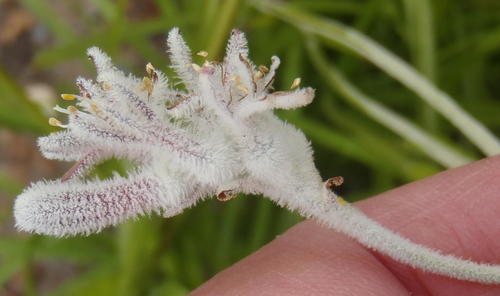Lanaria lanata (Lanaria lanata)
