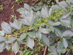 Dendrolobium triangulare