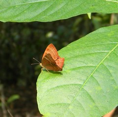 Abisara