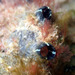 Rough Sea Squirt - Photo (c) Matt Tank, some rights reserved (CC BY-NC), uploaded by Matt Tank