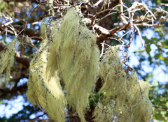 Usnea merrillii