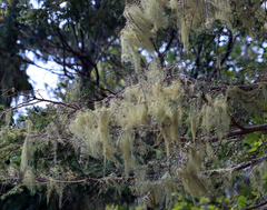 Usnea merrillii