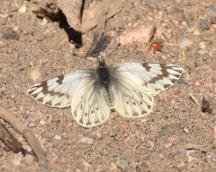 Phulia nymphula
