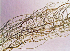 Usnea merrillii