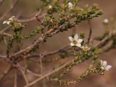 Diosma passerinoides