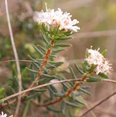 Agathosma foetidissima