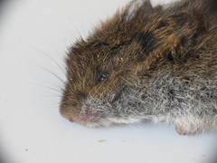 Microtus pennsylvanicus
