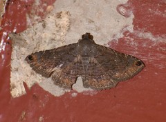 Toxonprucha pardalis