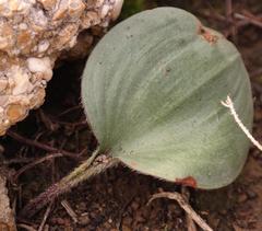 Eriospermum pubescens