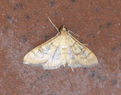 Mimorista trimaculalis