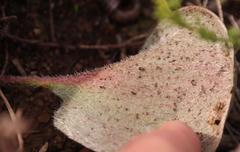 Eriospermum pubescens