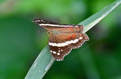 Anartia fatima image