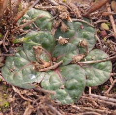 Euphorbia ecklonii