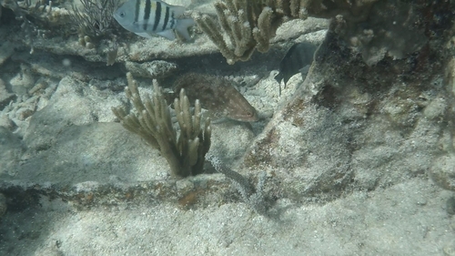 Cherna (Alphestes afer) — Serranidae