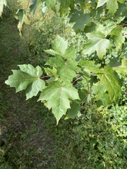 Acer rubrum image