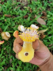 Couroupita guianensis