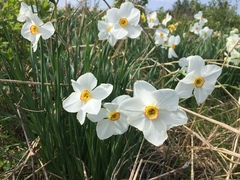 Narcissus poeticus