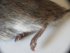 Microtus pennsylvanicus