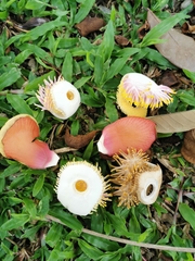 Couroupita guianensis