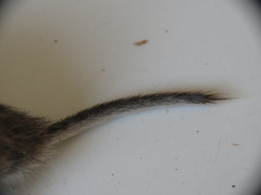 Microtus pennsylvanicus