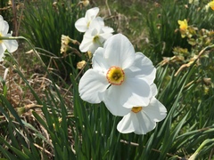 Narcissus poeticus