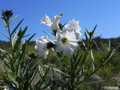 Cordia decandra