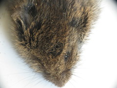 Microtus pennsylvanicus