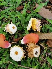 Couroupita guianensis