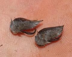 Aspalathus fourcadei