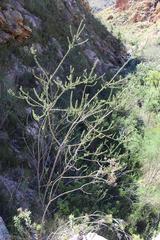 Aspalathus fourcadei