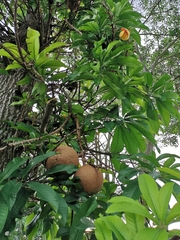 Couroupita guianensis