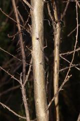 Aspalathus fourcadei