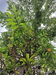 Couroupita guianensis
