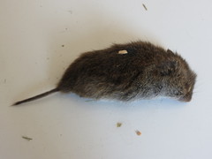 Microtus pennsylvanicus