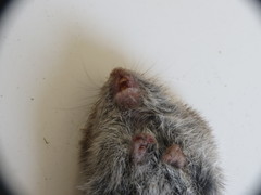 Microtus pennsylvanicus