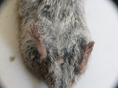Microtus pennsylvanicus